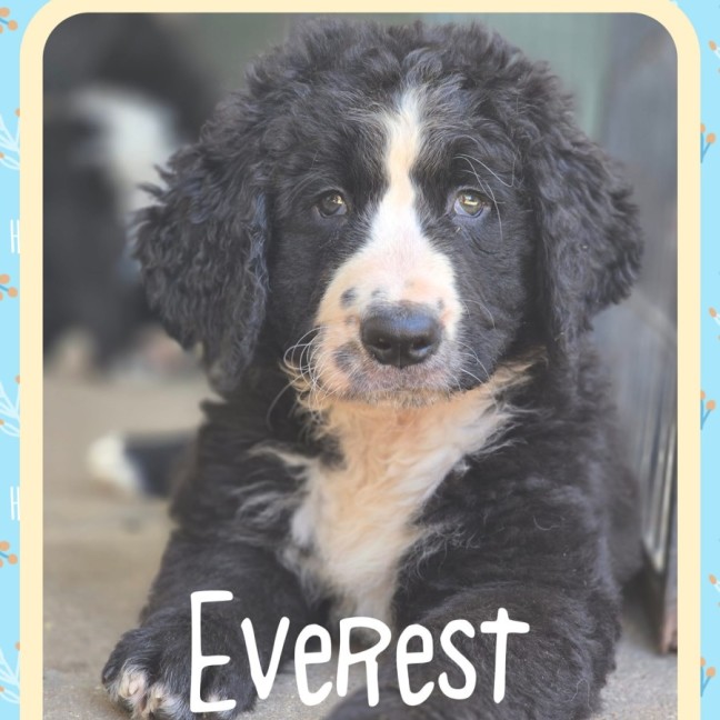 Photo of Everest