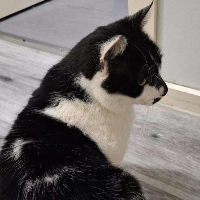 Photo of Hunter