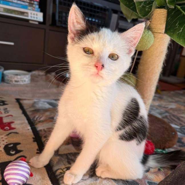 Photo of Pavarotti ** 2nd Chance Cat Rescue**