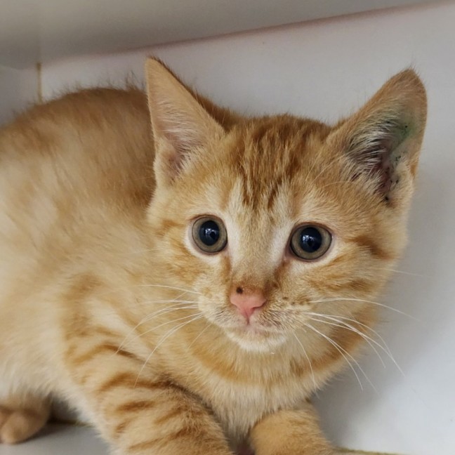 Photo of Dusty And Toby