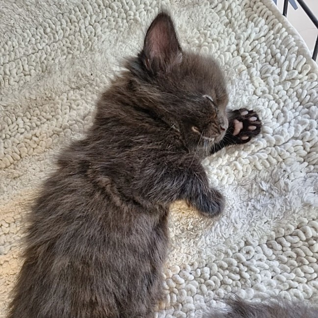 Photo of Shelby
