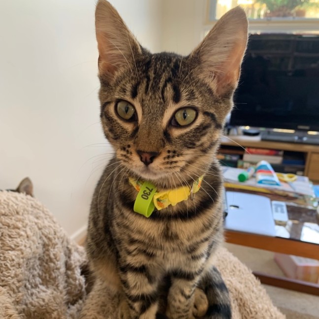 Photo of 💛Pinto And Mirabelle🩷