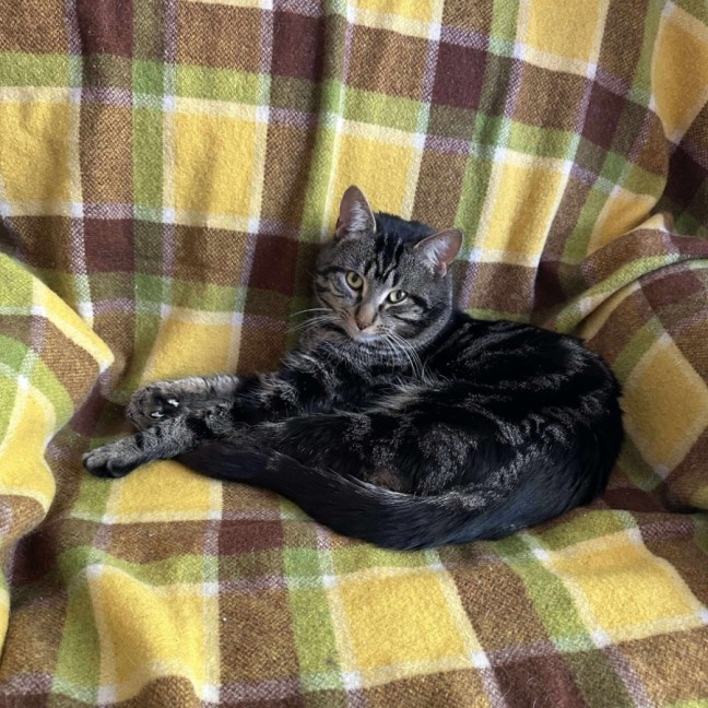 Photo of Jones   Meet Me @ Pe Tstock Prahran!