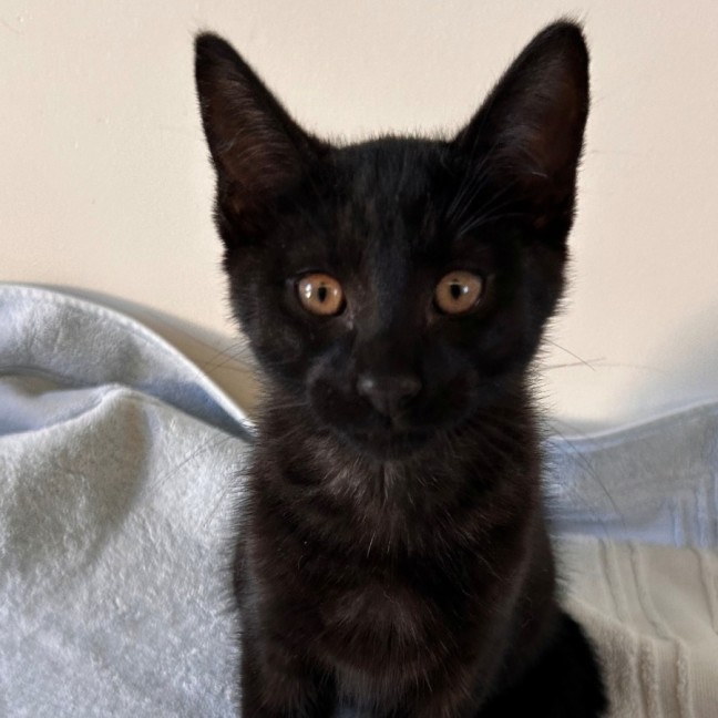 Photo of C1499 Nacho