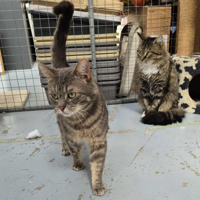 Photo of Bernie The 2nd **2nd Chance Cat Rescue**