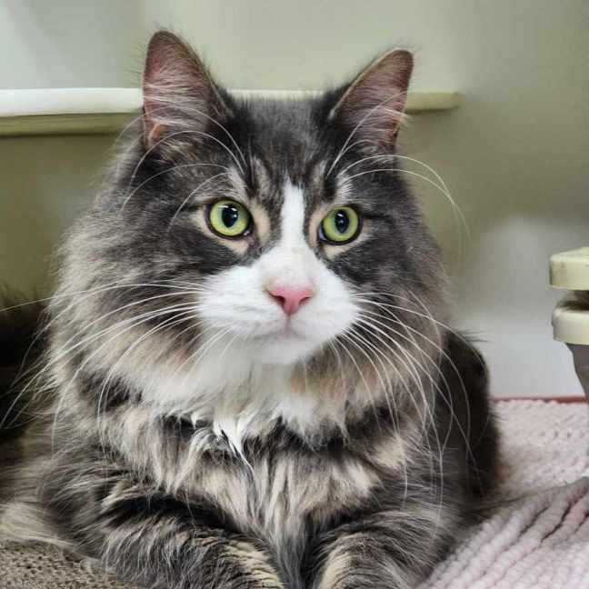 Photo of 🐯 Maximus 5389 🐯