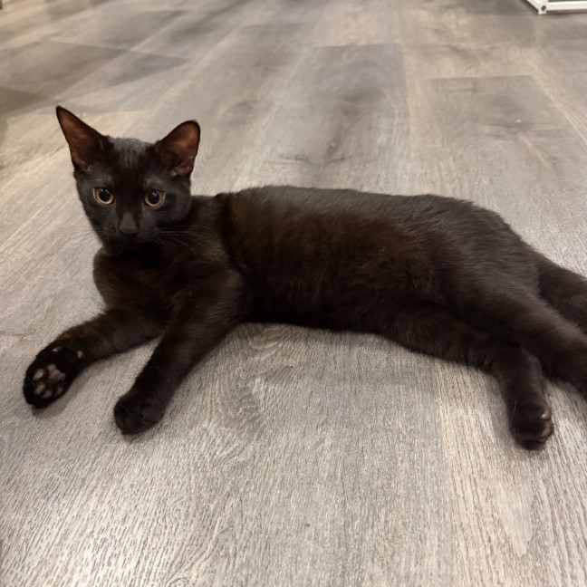 Photo of Berlioz