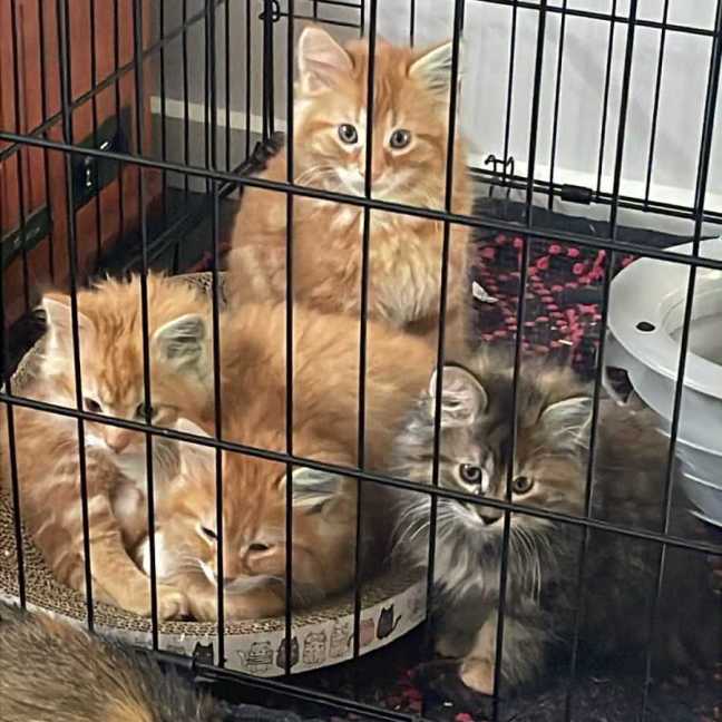 Photo of Kanan **2nd Chance Cat Rescue**