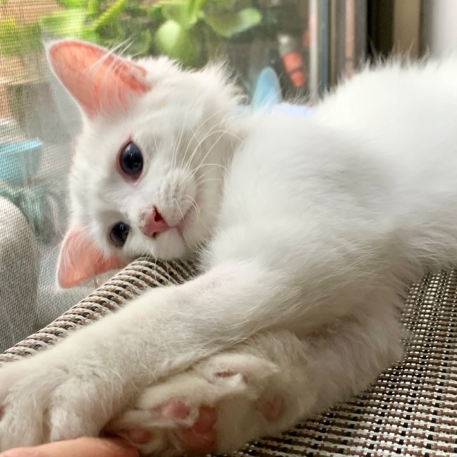 Photo of Atticus Finch 