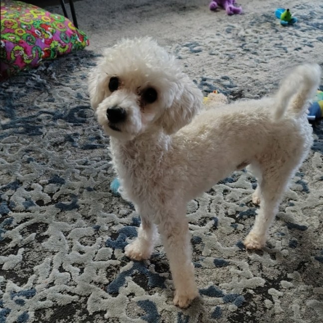Photo of Comet
