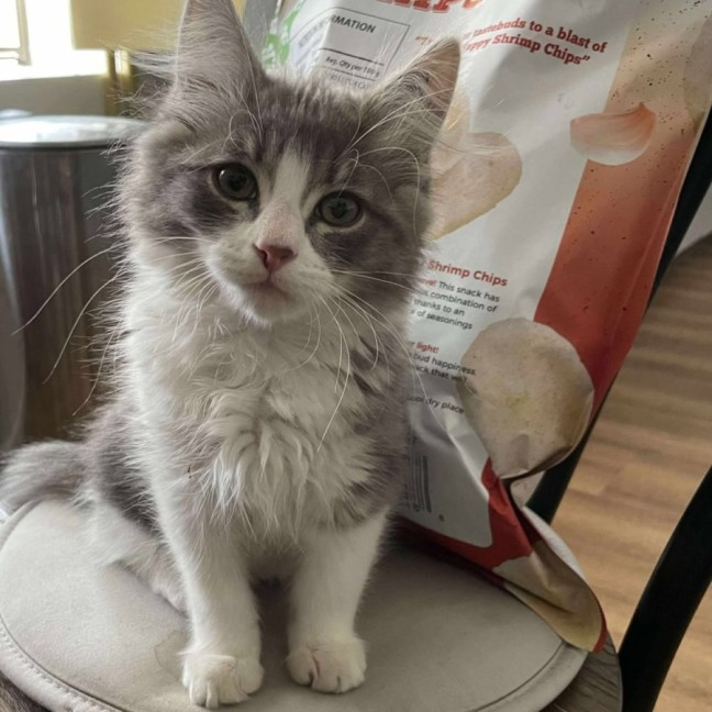 Photo of Foxy The Pirate 