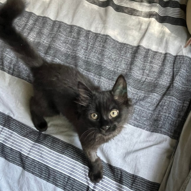 Photo of Benji & Bonnie 🐈🌷