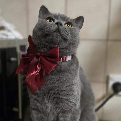 Ash - British Shorthair Cat