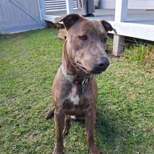 Harley - American Staffordshire Terrier Dog