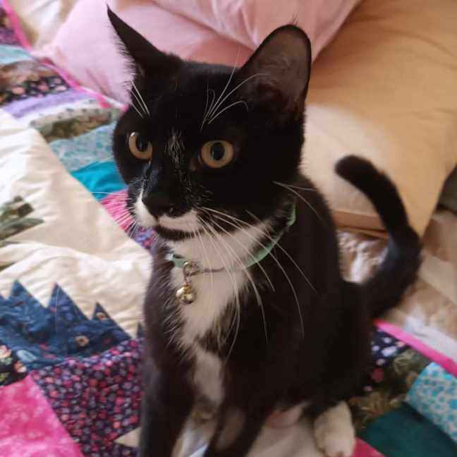 Photo of Missy Moo **2nd Chance Cat Rescue**