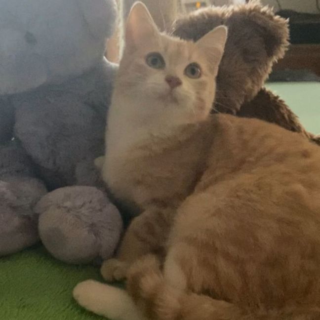 Photo of Honey * 9 Lives Project Rescue*