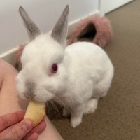 Photo of Calypso & Anna Bella 