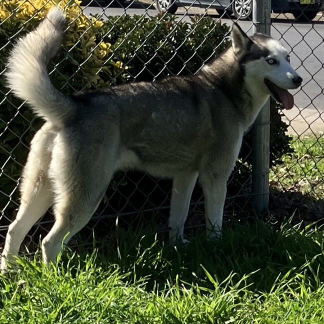 Photo of Pippa
