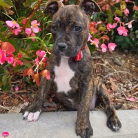 Photo of Celeste