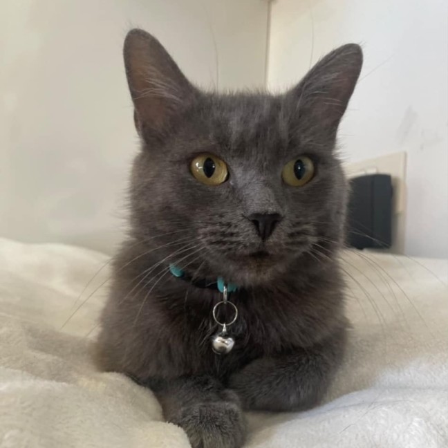 Photo of Meredith Grey 