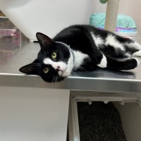 Photo of Charlie (9121)