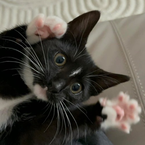 George - Domestic Short Hair (DSH) Cat