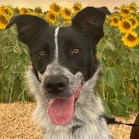 Photo of Pip
