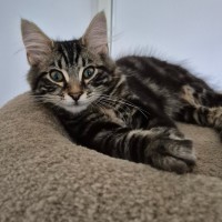 Photo of Oscar