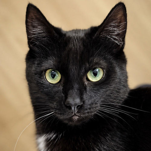 Cuddlefish - Domestic Short Hair (DSH) Cat