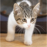 Photo of Tabby Mc Tat