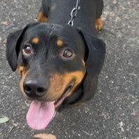 Photo of Elvis