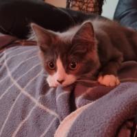 Photo of Mochi Meet Me@Keysbourgh Petstock