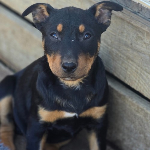 Jackpot - Bull Terrier x Australian Kelpie Dog