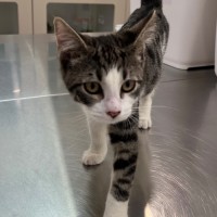 Photo of Bandar (9966)