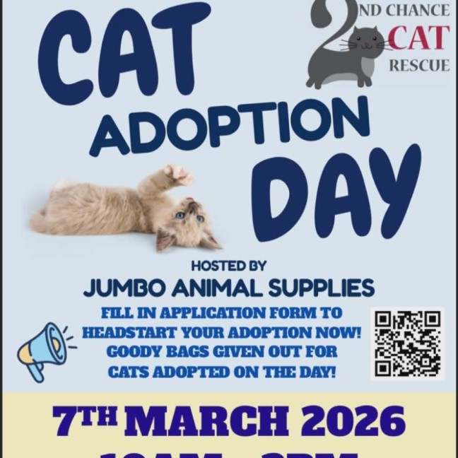 Photo of Connie ** 2nd Chance Cat Rescue **