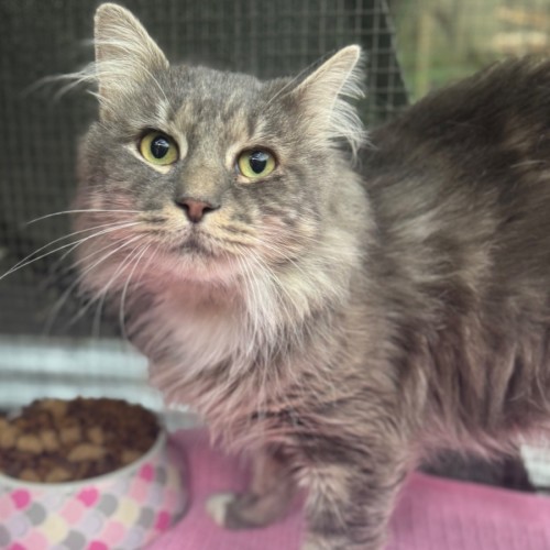 Maverick - Domestic Medium Hair (DMH) Cat