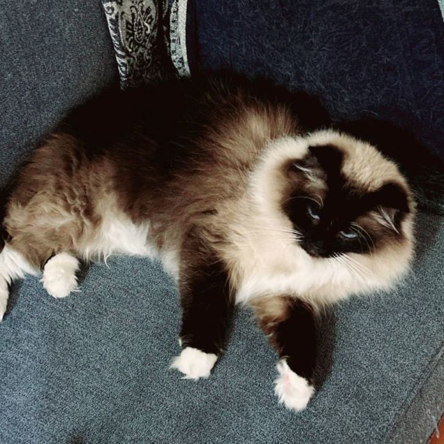 Photo of Ragdoll Brothers Loki & Thor