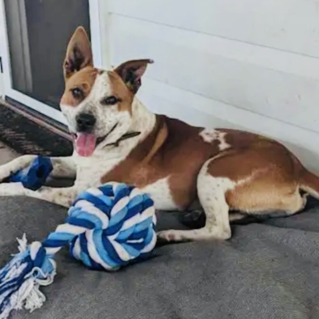 Photo of Rex