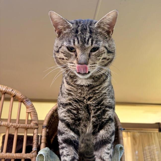 Photo of Teddy