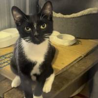 Photo of Bandit