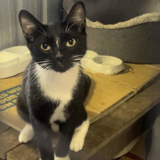 Photo of Bandit