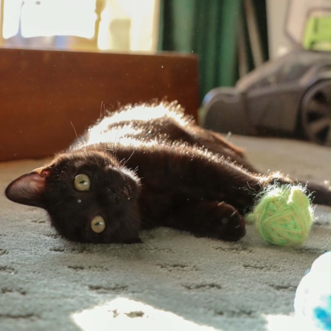 Photo of Enzo 