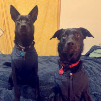 Photo of Jack & Deisel