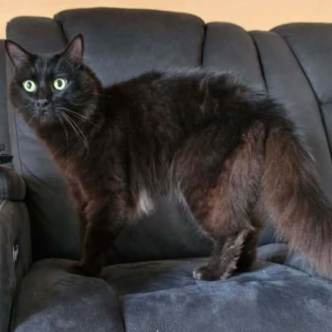 Photo of Chester