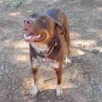 Photo of Ace