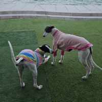 Photo of Zoe, The Greyhound