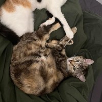 Photo of Pixie & Phoenix 