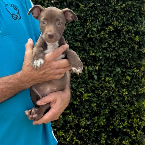 Echo - Staffordshire Bull Terrier x Australian Kelpie Dog