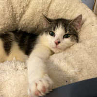 Photo of Rafael Nadal **2nd Chance Cat Rescue**