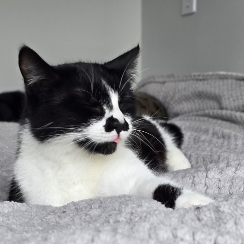 Sugar - Domestic Short Hair (DSH) Cat
